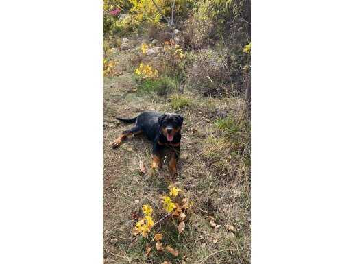 scr belgeli üretim izinli aşıları tam safkan yavru 3.5 aylık