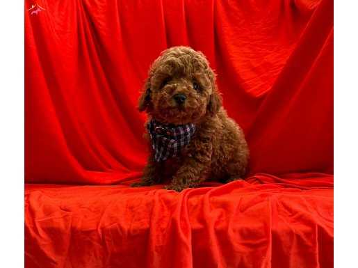 RED BROWN TOY POODLE YAVRULARIMIZ