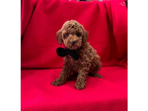 RED BROWN AŞILI POODLE YAVRULARIMIZ