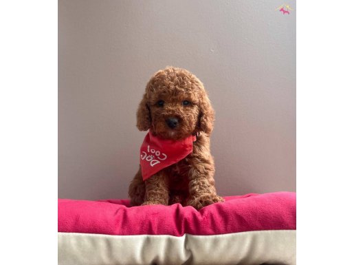 RED BROWN WC EĞİTİMLİ TOY POODLE BEBEKLERİMİZ