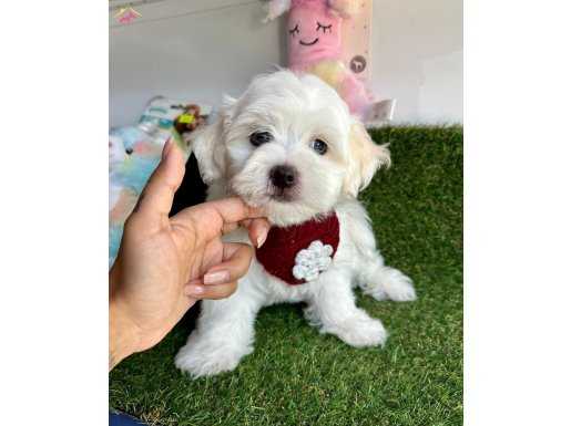 MALTESE BABY FACE YAVRULARIMIZ