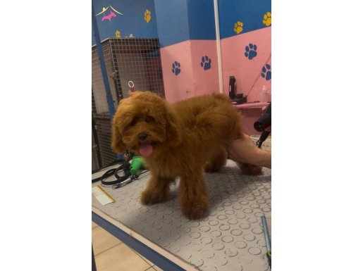 Elit toy poodle 6 aylık mükemmel dişi