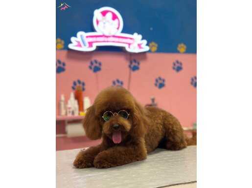 Tea cup Toy poodle kızlar 