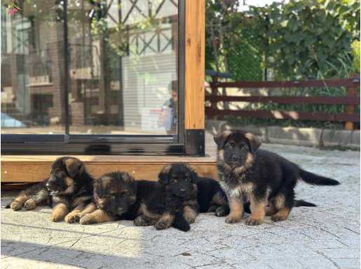 Secereli Alaman Kurdu yavrular 