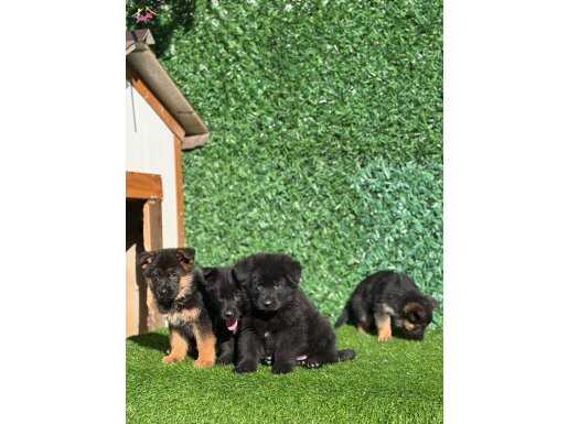 Secereli Alman Kurdu Yavrular