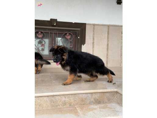 Uzun tüylü secereli alman kurdu yavrular