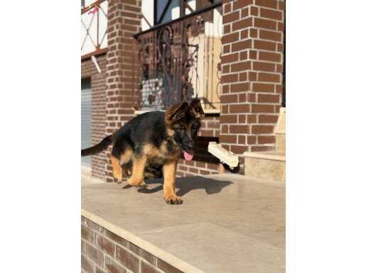 Secereli dişi yavrular 