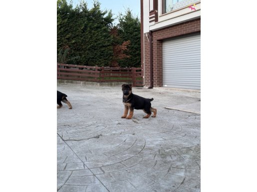 Secereli Anatomi harikası dişi yavrular 