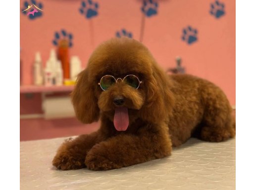 Safkan Red Toy Poodle Yavrusu | Mikro Boyut 