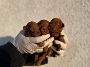 Kadifemsi Tea Cup Poodle Yavrular