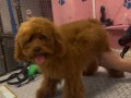 Elit toy poodle 6 aylık mükemmel dişi