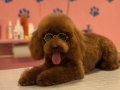 Safkan Red Toy Poodle Yavrusu | Mikro Boyut 