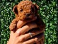 Toy poodle 