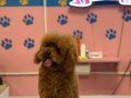 Toy poodle 