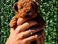 Toy poodle 