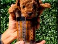Toy poodle 