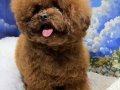 Toy poodle 