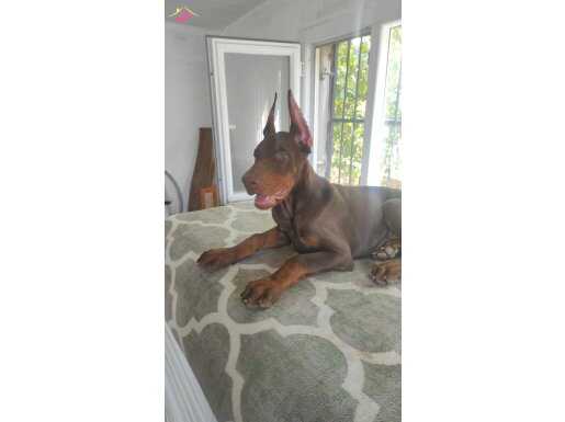 Safkan doberman yavrulari teslime hazır 