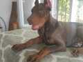 Safkan doberman yavrulari teslime hazır 