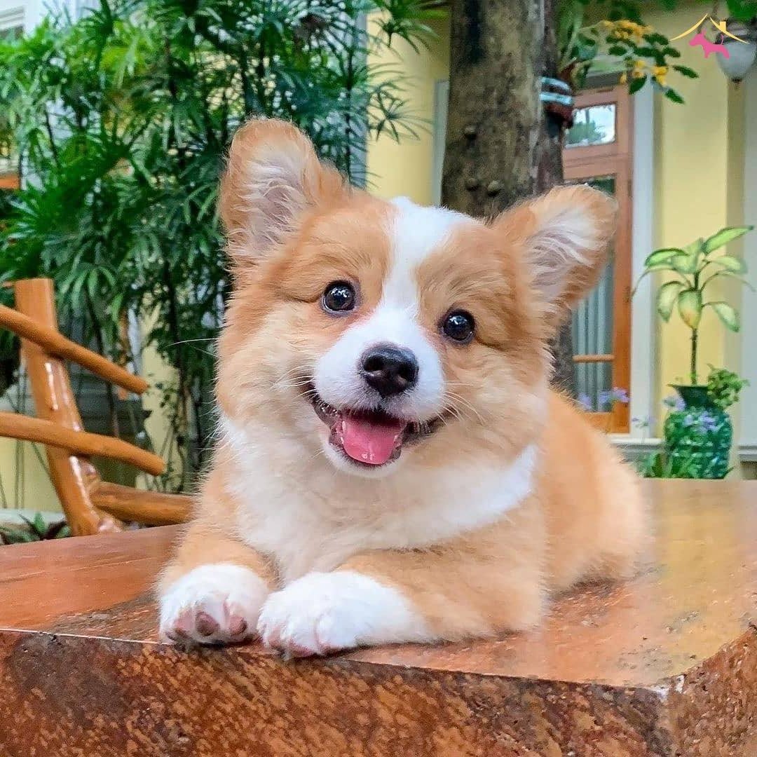 PEMBROKE WELSH / SATILIK / TÜRKİYE DE TEK KÖPEK DÜNYASI
