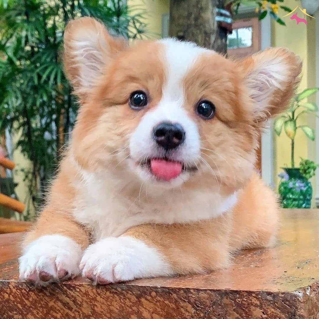 PEMBROKE WELSH / SATILIK / TÜRKİYE DE TEK KÖPEK DÜNYASI