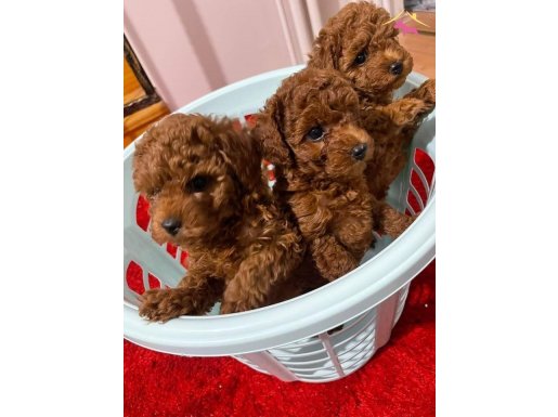 Evimizden Red Brown Toy Poodle Yavruları