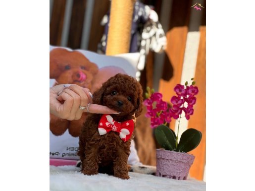 SAFKAN MİNİ TOY POODLE YAVRULARI