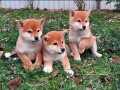 SHIBA İNU / Türkiye de TEK / SATILIK 
