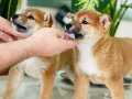 SHIBA İNU / DISI ERKEK / YAVRULAR / FCI SCR