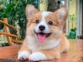 PEMBROKE WELSH CORGİ / SATILIK / TÜRKİYE DE TEK 