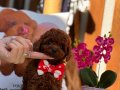 SAFKAN MİNİ TOY POODLE YAVRULARI