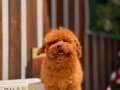 TEACUP POODLE YAVRULAR