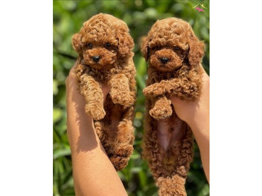 REDBROWN TOY PODDLE BEBEKLERİMİZ IRK VE SAĞLIK GARANTİLİ 