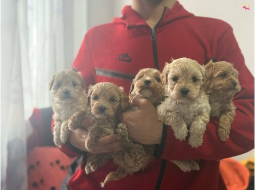 KORE TEACUP MALTİPO BEBEKLERİMİZ 