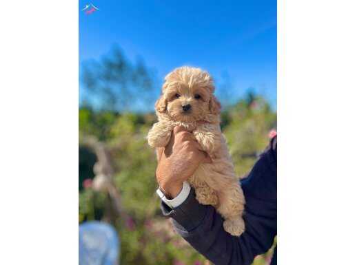 KORE KAN TEACUP MALTİPO BEBEKLER 