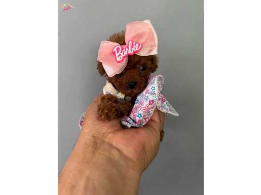 REDBROWN TOY PODDLE BEBEKLERİMİZ ÇİPLİ AŞILI 