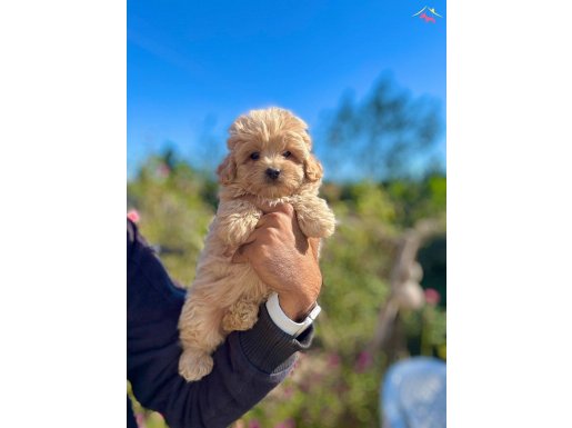MALTİPOO TEACUP TATLI YAVRULARIMIZ