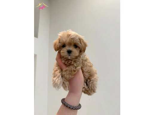 KOREKAN TEACUP  MALTİPO BEBEKLERİMİZ