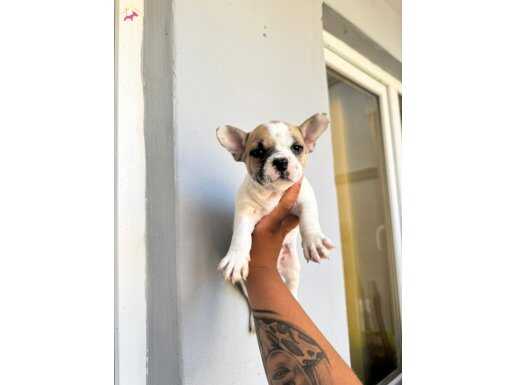 FRENCH BULDOG BEBEKLERİMİZ
