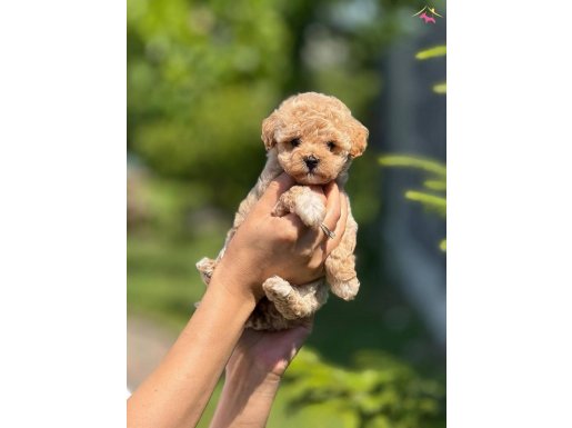 TEACUP KORE MALTİPOO MİNNOŞ BEBEKLERİMİZ