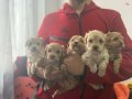 KORE TEACUP MALTİPO BEBEKLERİMİZ 
