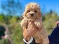 KORE KAN TEACUP MALTİPO BEBEKLER 