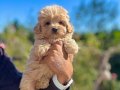 MALTİPOO TEACUP TATLI YAVRULARIMIZ
