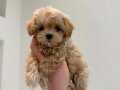KOREKAN TEACUP  MALTİPO BEBEKLERİMİZ