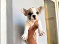 FRENCH BULDOG BEBEKLERİMİZ