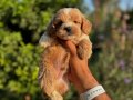 Teacup Kore Maltipo Yavruları