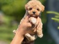 TEACUP KORE MALTİPOO MİNNOŞ BEBEKLERİMİZ