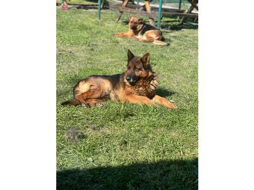 Safkan Üst kalite alman çoban köpeği yavru