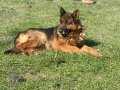 Safkan Üst kalite alman çoban köpeği yavru