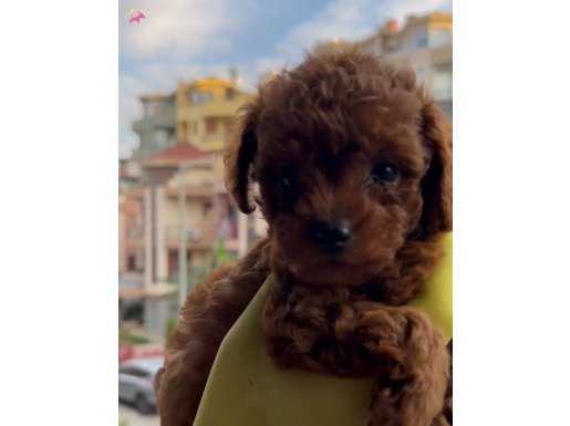 Darkred Redbrown red apricot toy poodle Kore Rus 